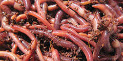 Speedy Worm - Specializing in fresh live bait!