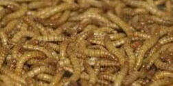 Meal worms