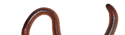 Worm