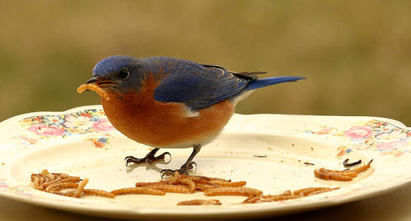 bluebird with mealworm