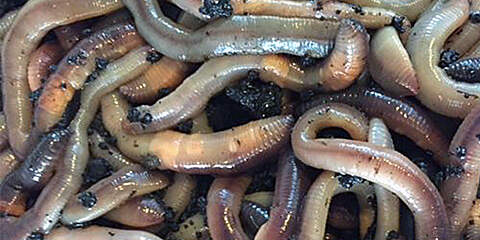 European Nightcrawlers Composting and Fishing Worms 5 Lb Pack 