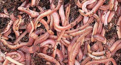 Speedy Worm Composting Worms