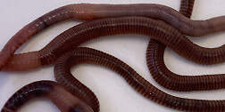 Speedy Worm European Nightcrawlers