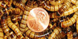 Speedy Worm Super Mealworms with a penny as size reference