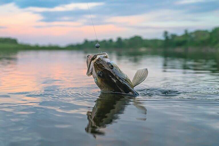 walleye catching live bait