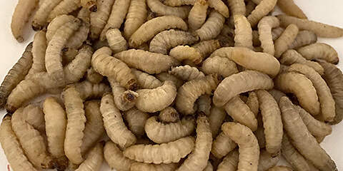 Wax Worms