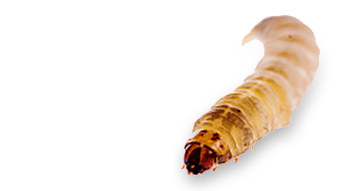 Wax worm