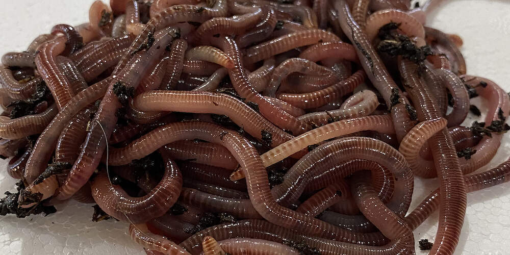 Speedy Worm European Nightcrawlers